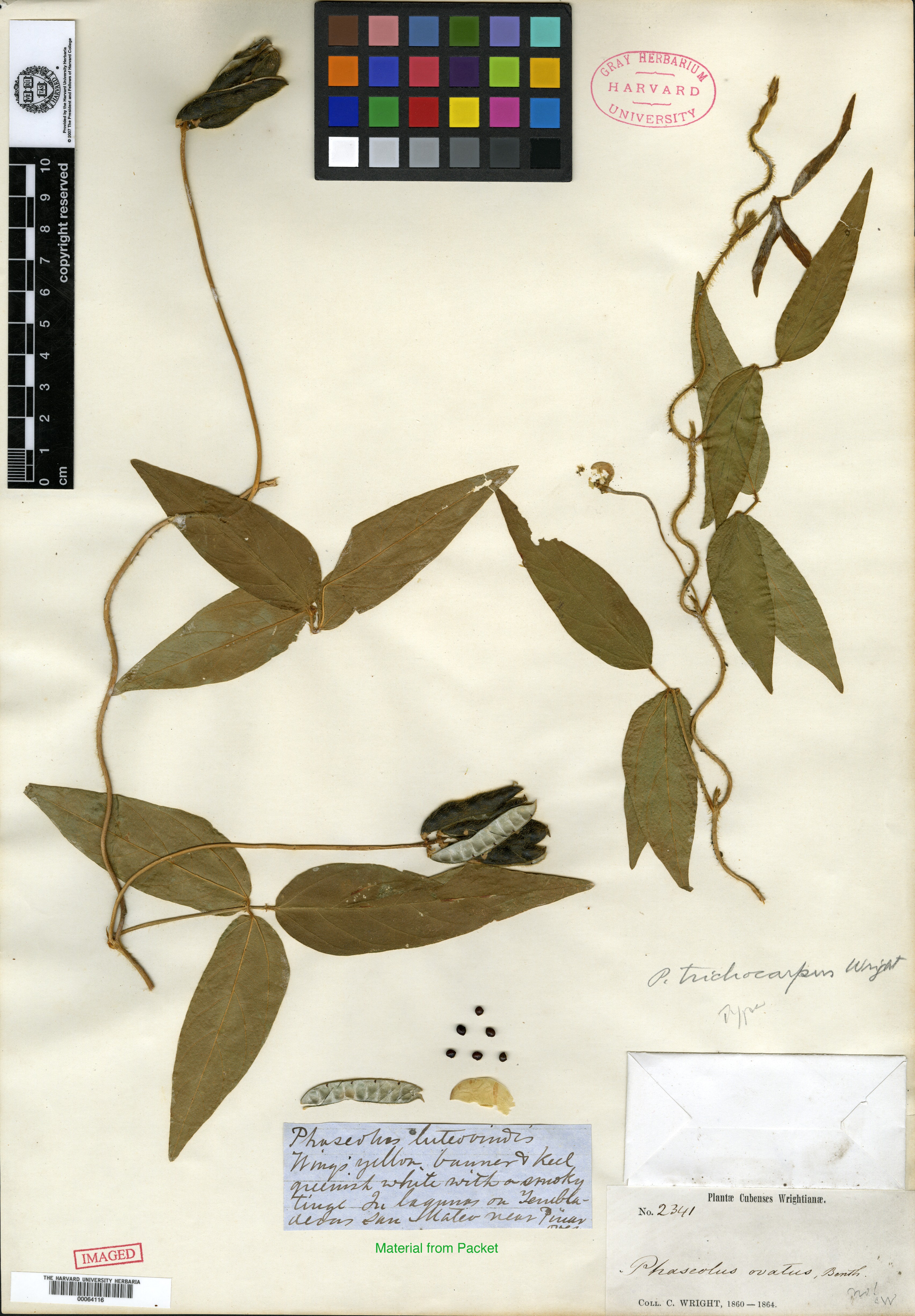 Phaseolus trichocarpus image