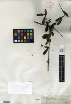 Phthirusa stenophylla image