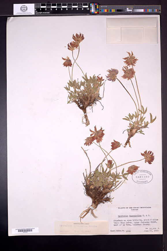 Trifolium attenuatum image