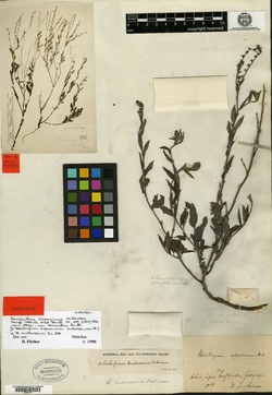 Sarcanthus asperrimus image