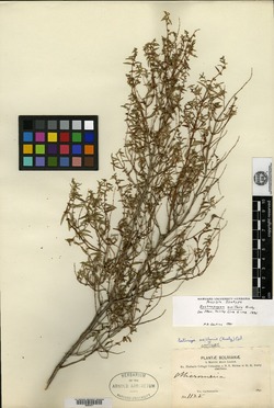 Clinopodium menthifolium subsp. menthifolium image