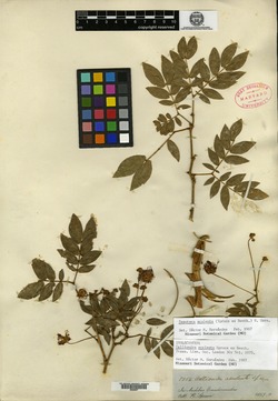 Calliandra calycina image