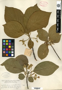 Guettarda roupalaefolia image
