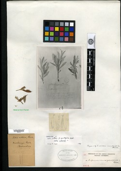 Salix villosa var. acutifolia image