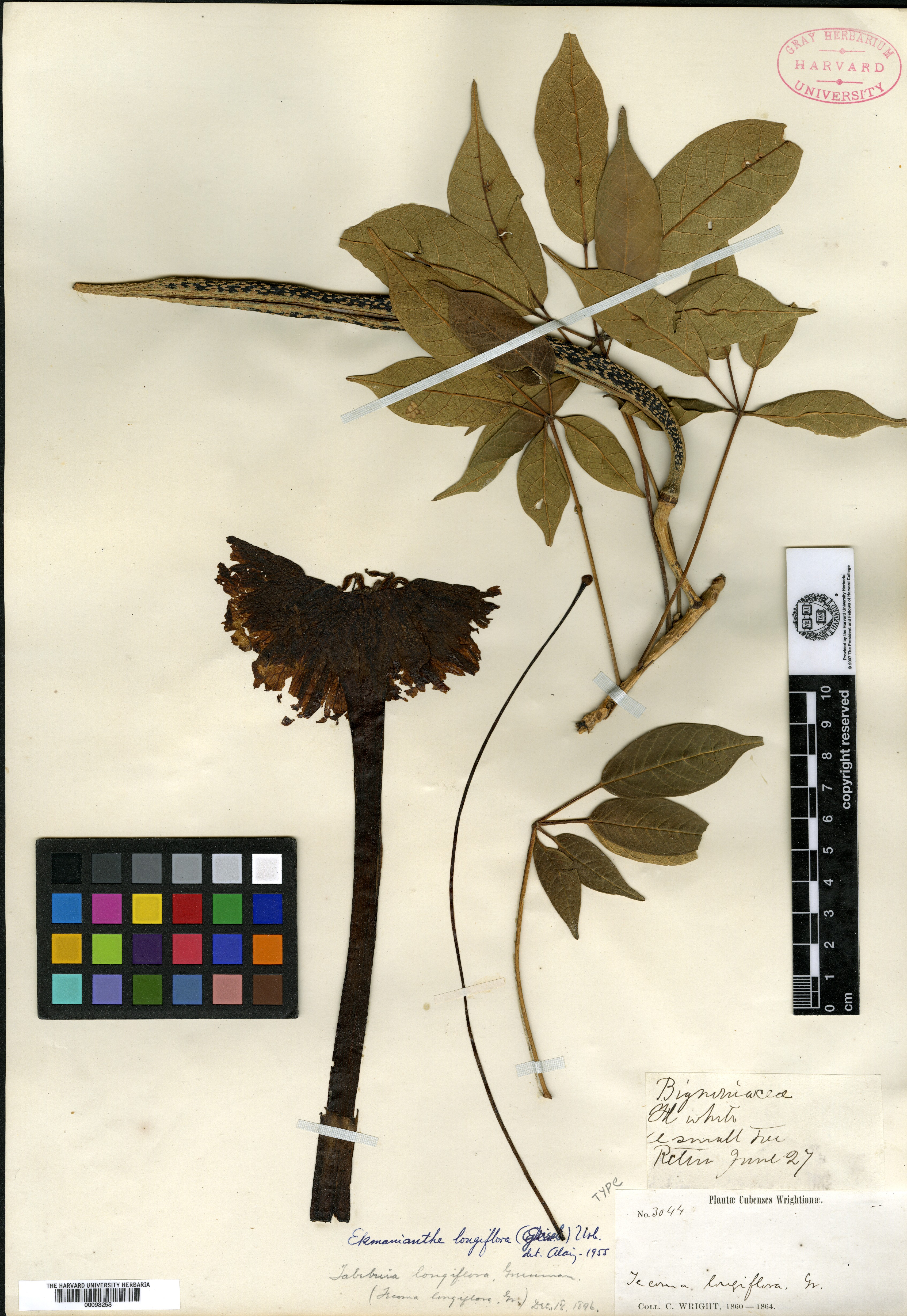 Tecoma longiflora image