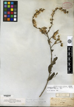 Vernonia grisea image