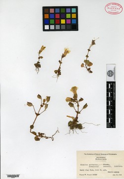 Erythranthe arenicola image