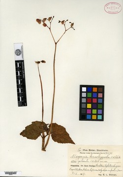 Begonia brachypoda image