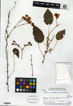 Begonia wurdackii image
