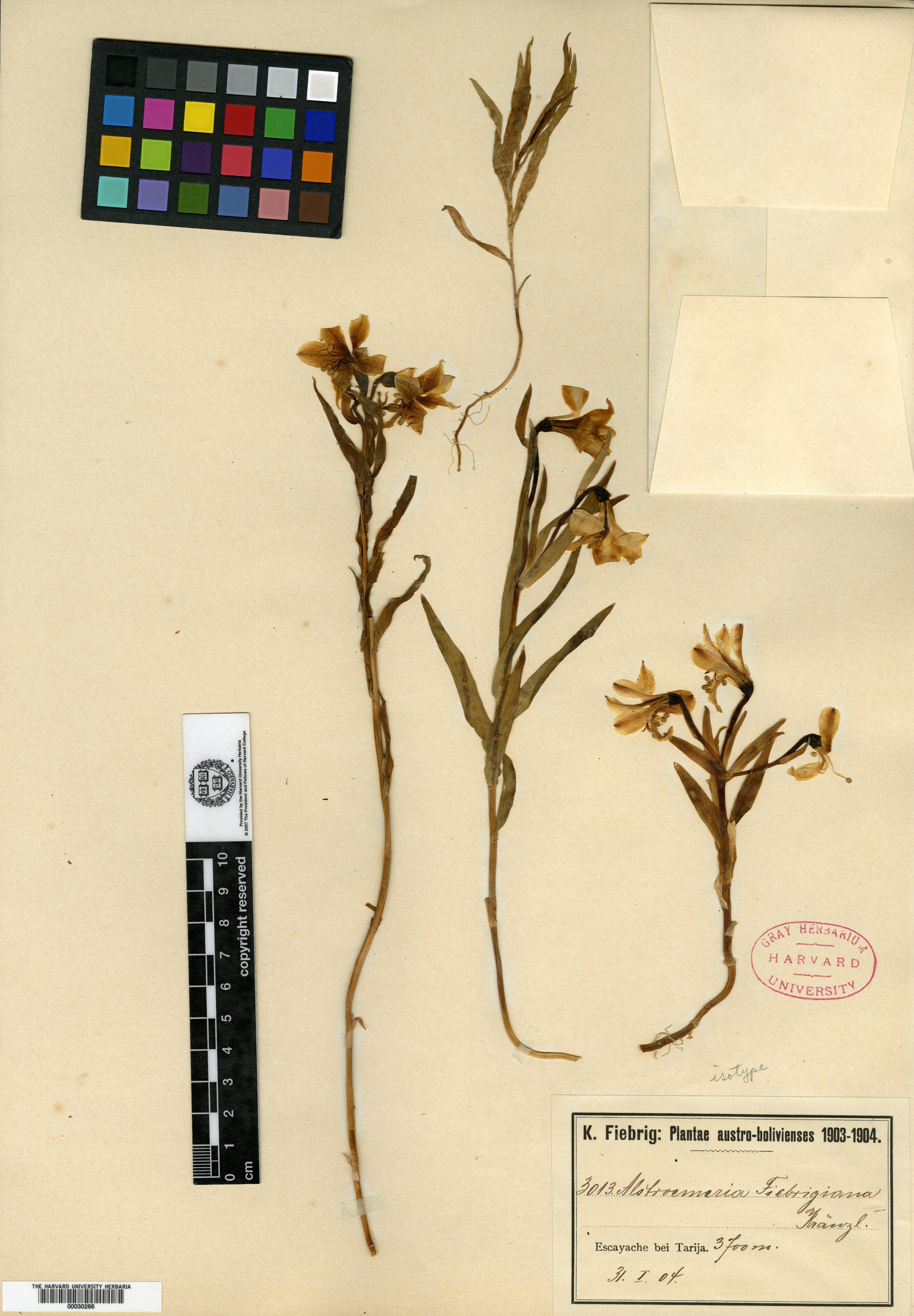 Alstroemeria fiebrigiana image