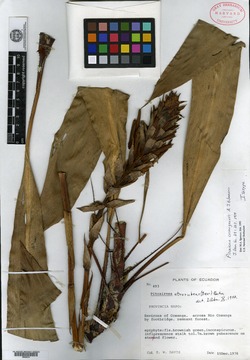 Pitcairnia flagellaris image