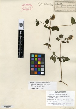 Lagascea decipiens var. glandulosa image