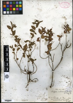 Acalypha rubroserrata image