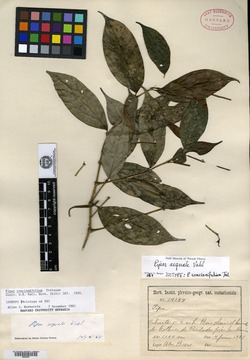 Piper concinnifolium image