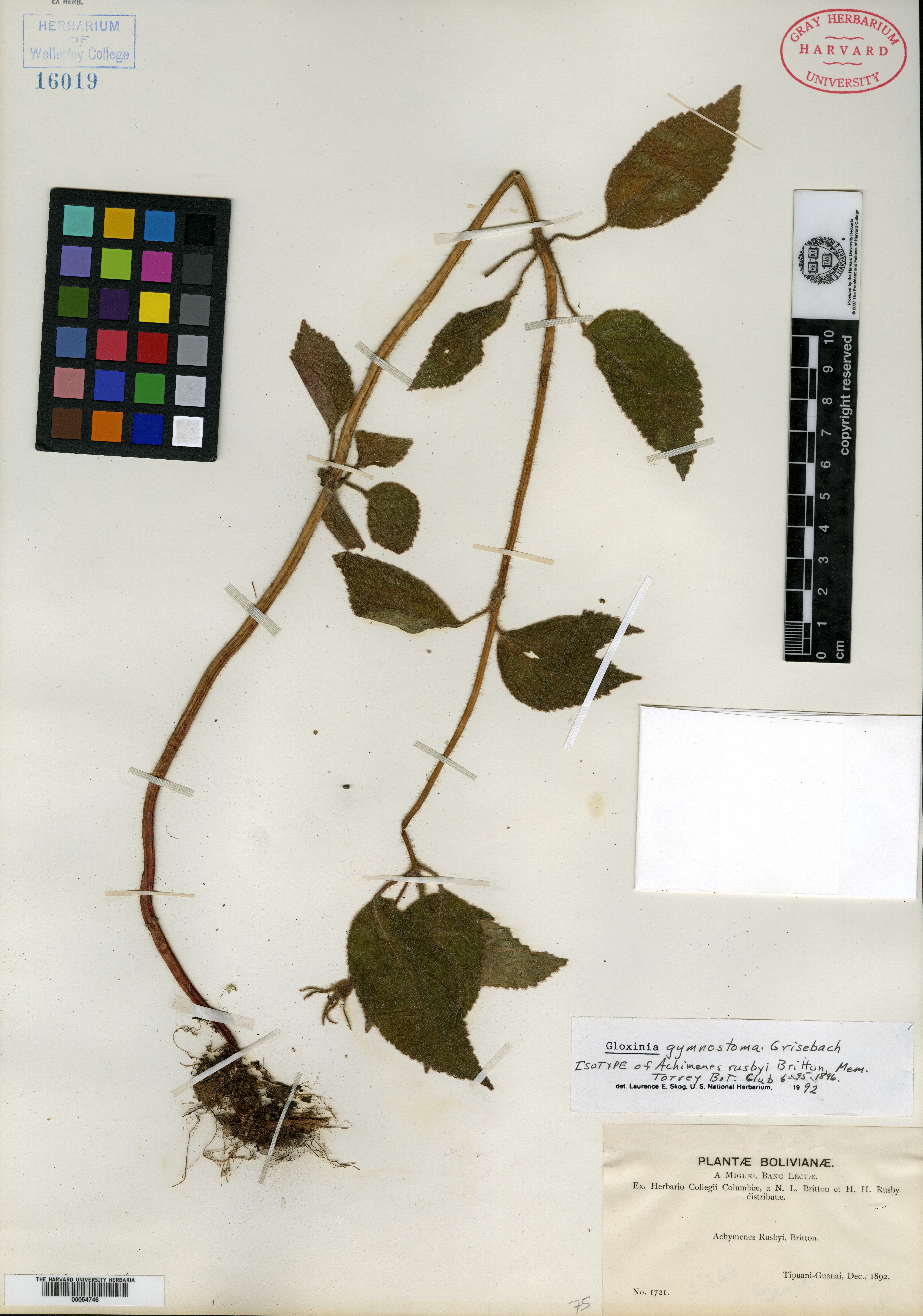 Aeschynanthus micranthus image