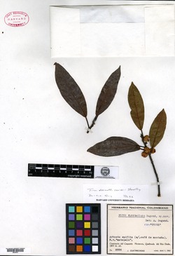 Ficus donnell-smithii image