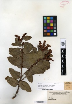 Gaultheria lancifolia image