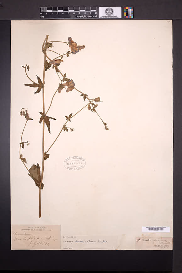Aconitum divaricatum image
