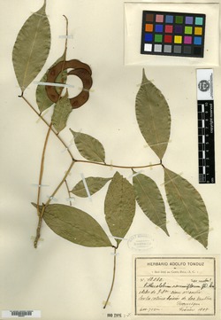 Abarema racemiflora image