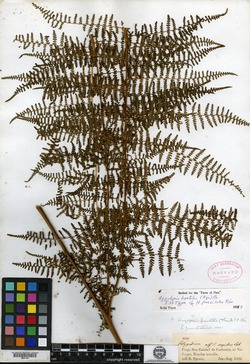 Hypolepis parviloba image