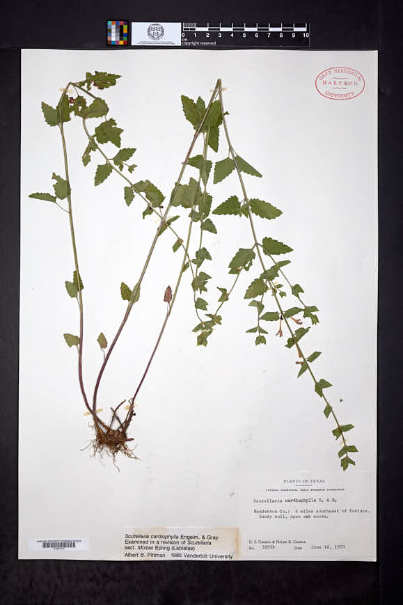 Scutellaria cardiophylla image