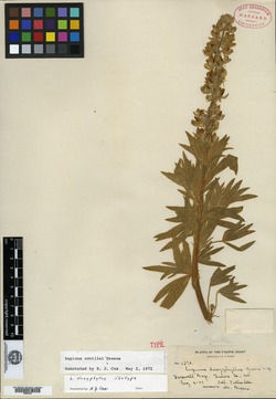 Lupinus dasyphyllus image