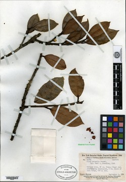 Ficus americana subsp. guianensis image