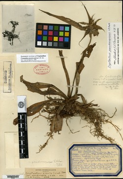 Cryptanthus pseudoscaposus image
