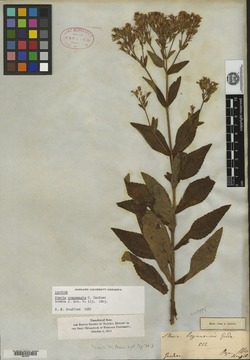 Stevia organensis image