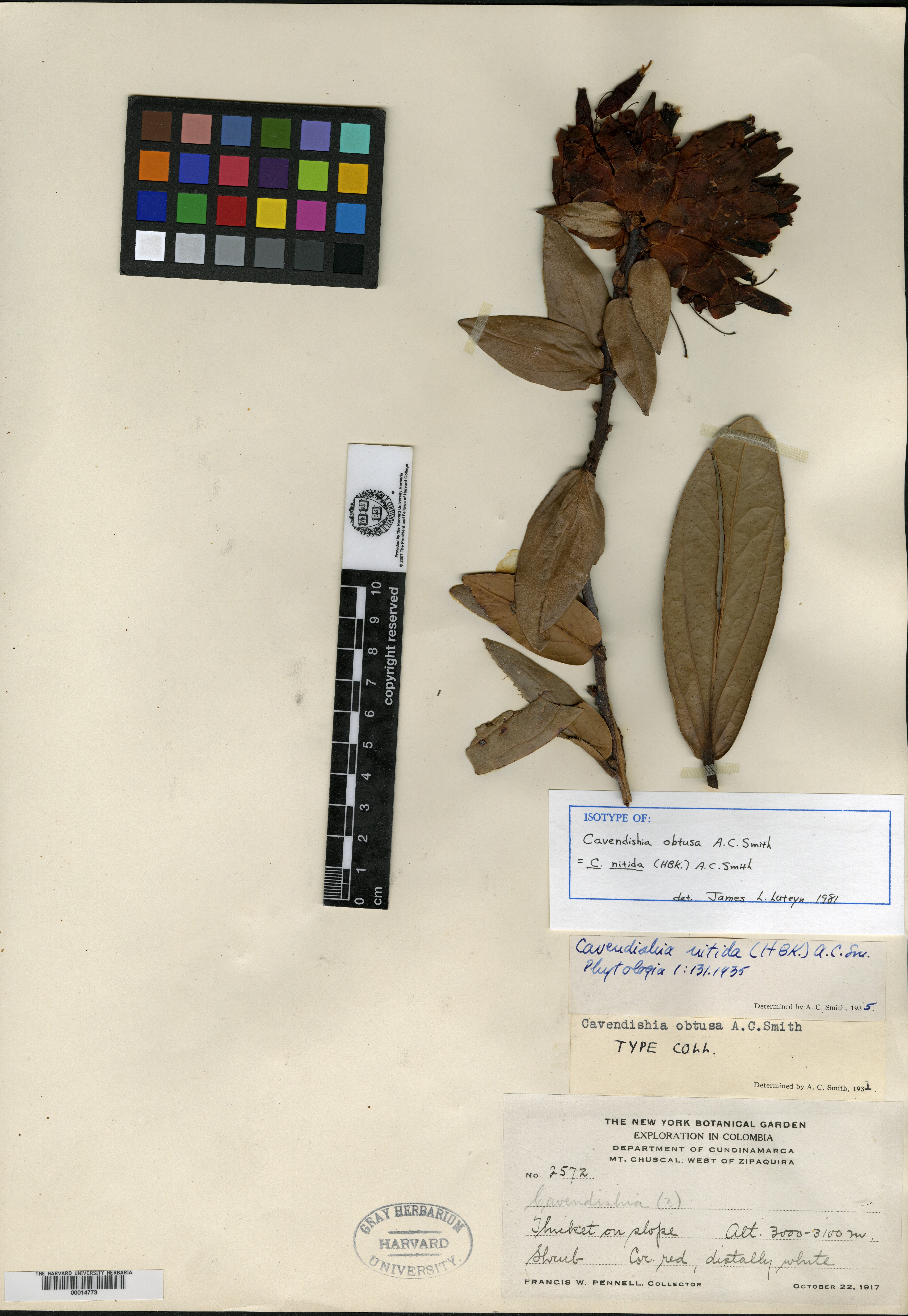 Cavendishia uniflora image