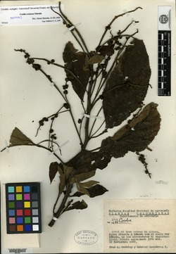 Varronia polystachya image