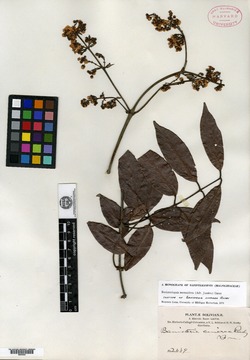 Banisteriopsis sellowiana image