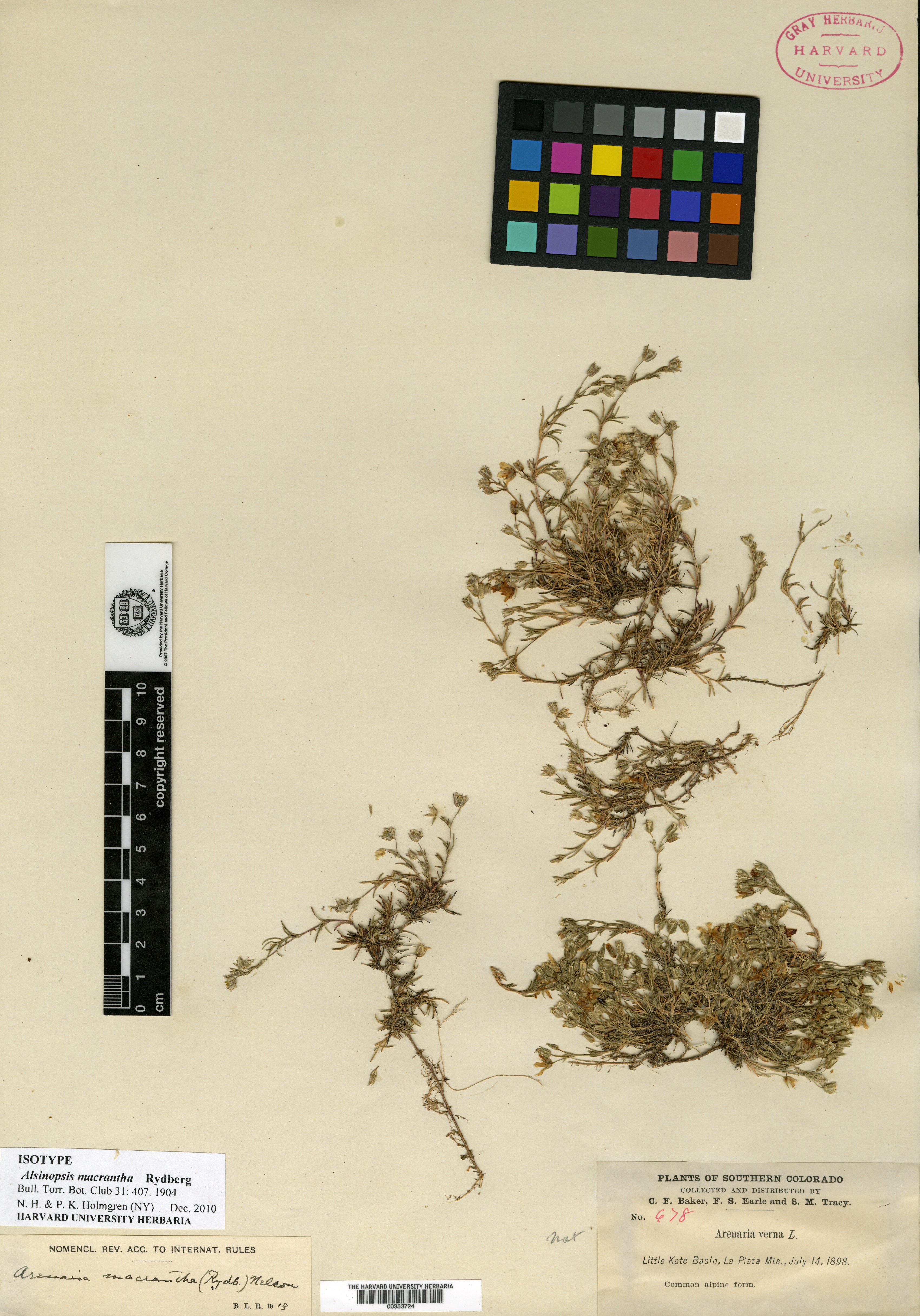 Alsinopsis image