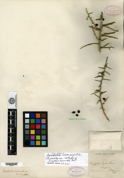 Ziziphus lycioides image