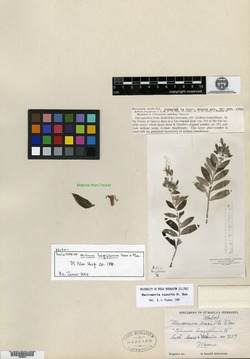 Moltkia angustifolia image