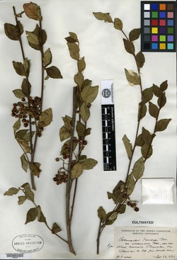 Cotoneaster cinerascens image