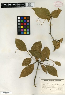 Neea anisophylla image