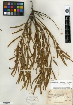 Senna oxyphylla image