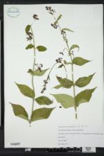Cynanchum rossicum image