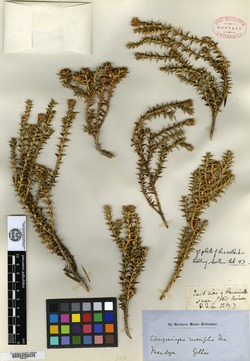 Chuquiraga ruscifolia image