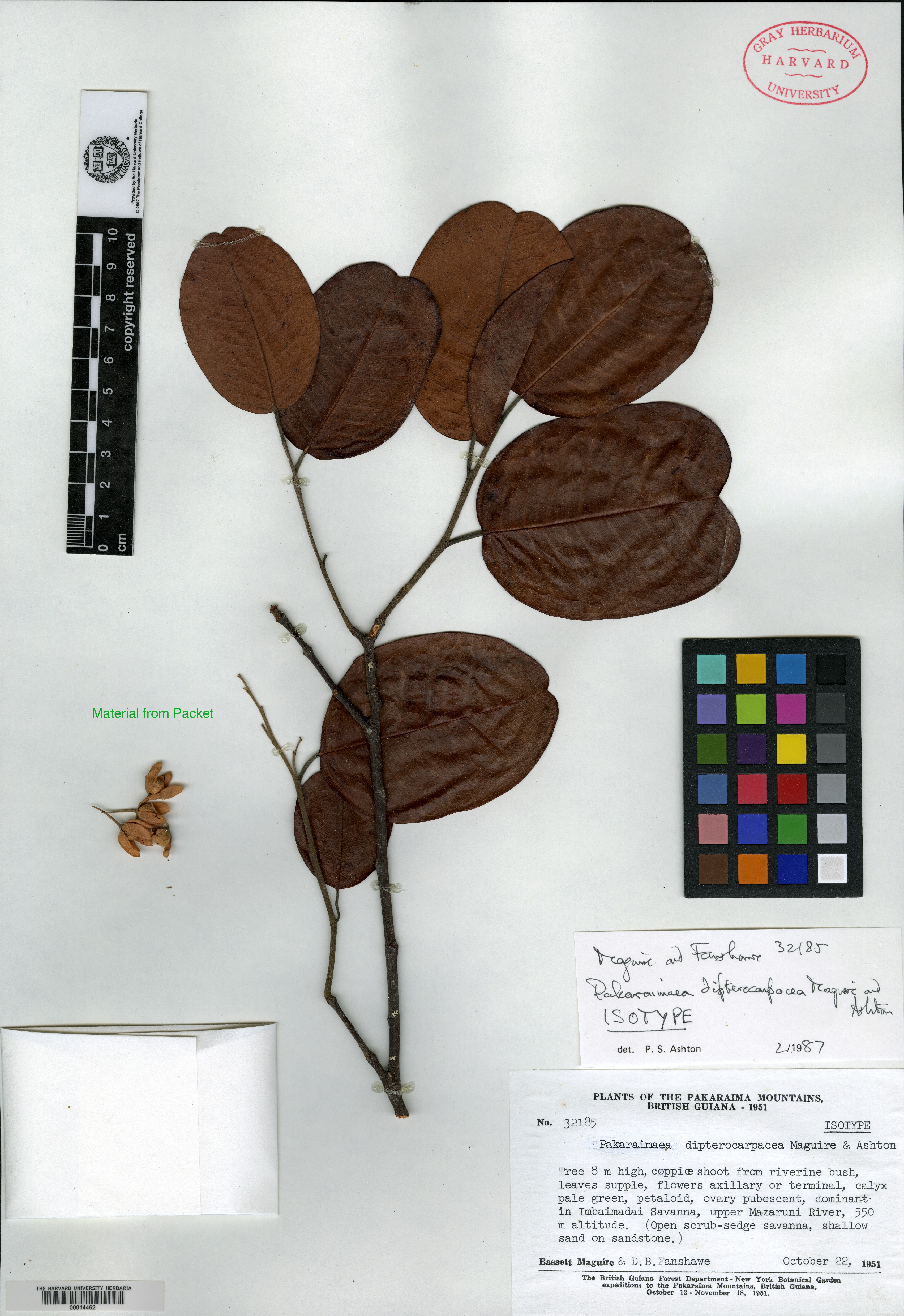 Dipterocarpaceae image