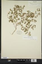 Euphorbia vermiculata image