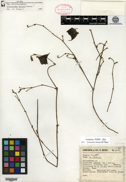 Aristolochia bullata image