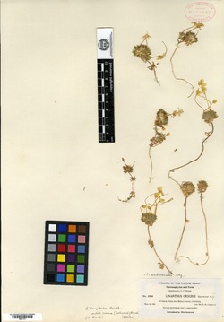 Leptosiphon croceus image