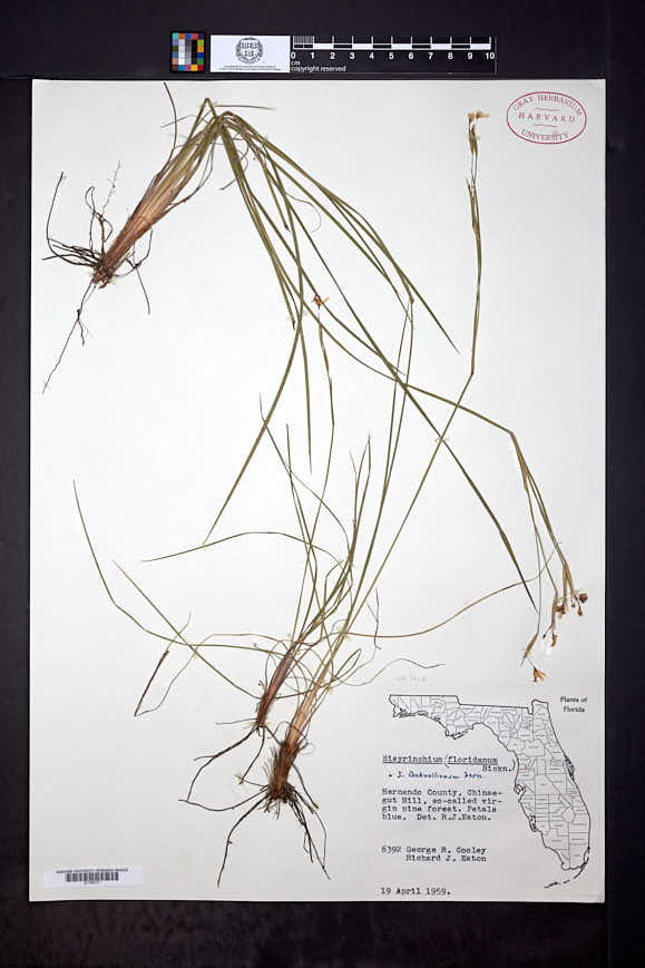 Sisyrinchium bicknellianum image