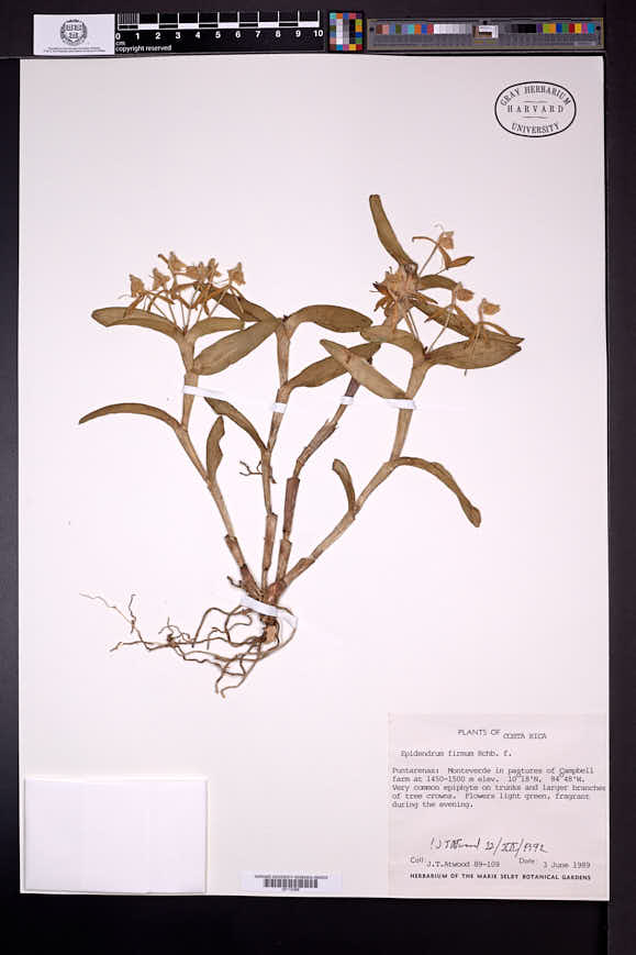 Epidendrum firmum image