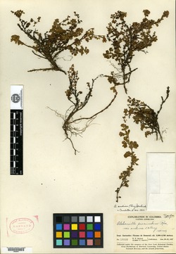 Alchemilla procumbens var. andina image
