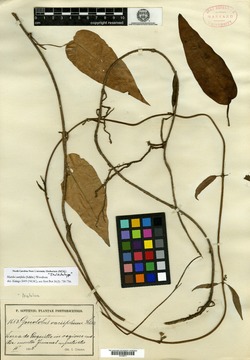 Matelea variifolia image