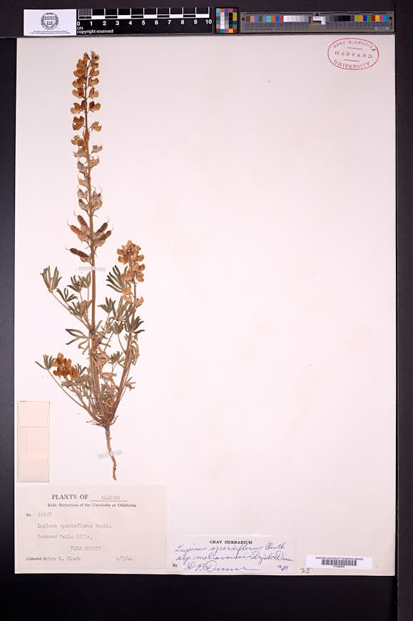 Lupinus sparsiflorus subsp. mohavensis image