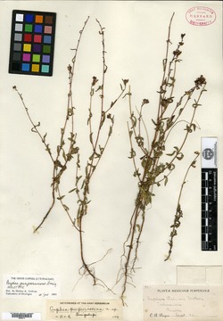 Cuphea purpurascens image